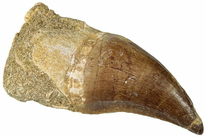 Fossil Mosasaur (Prognathodon) Tooth - Morocco #322623